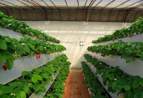 pot growing systems